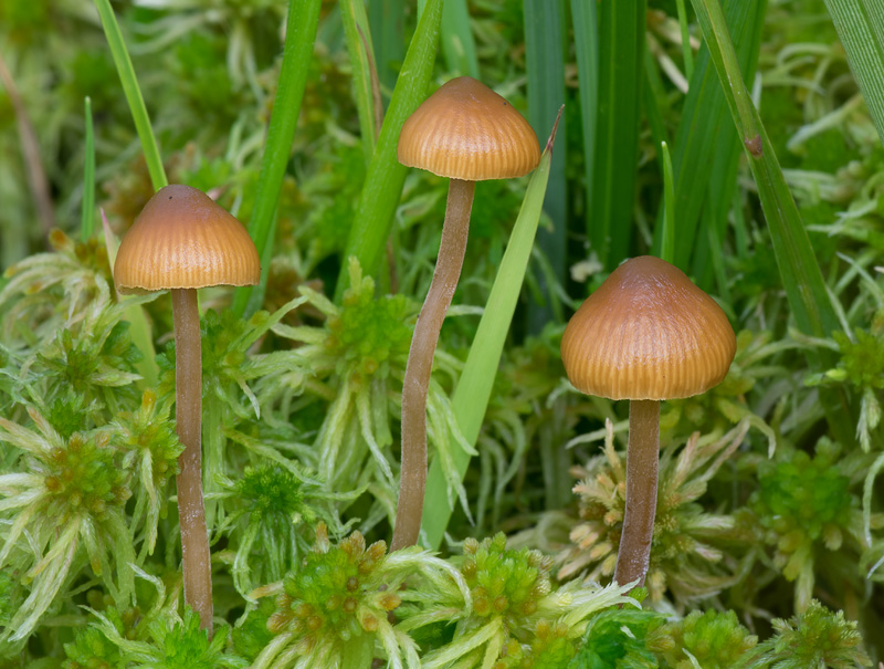 Galerina mairei